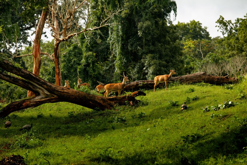 Kinnerasani Wildlife Sanctuary